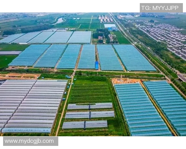 富民姚明织带助力乡村振兴与经济发展展现新风貌